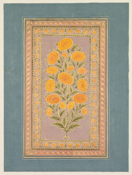 Flowering Marigold (verso)