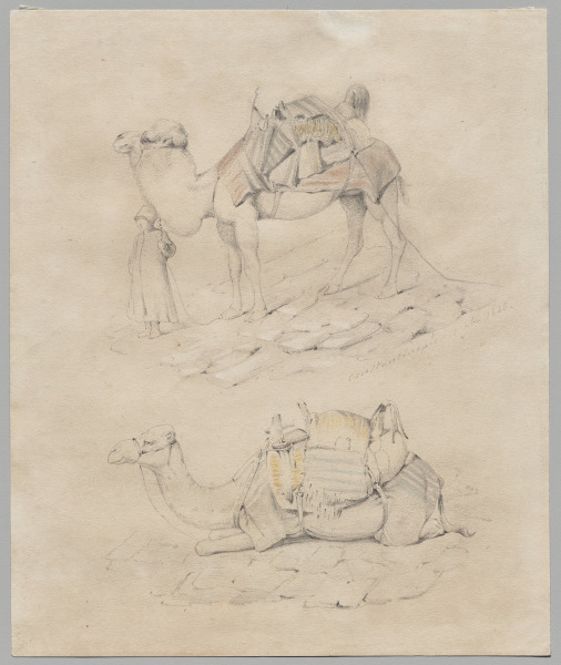 Study of Camels