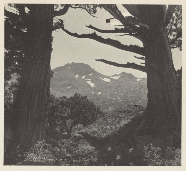 Trees and Mountains, High Sierras