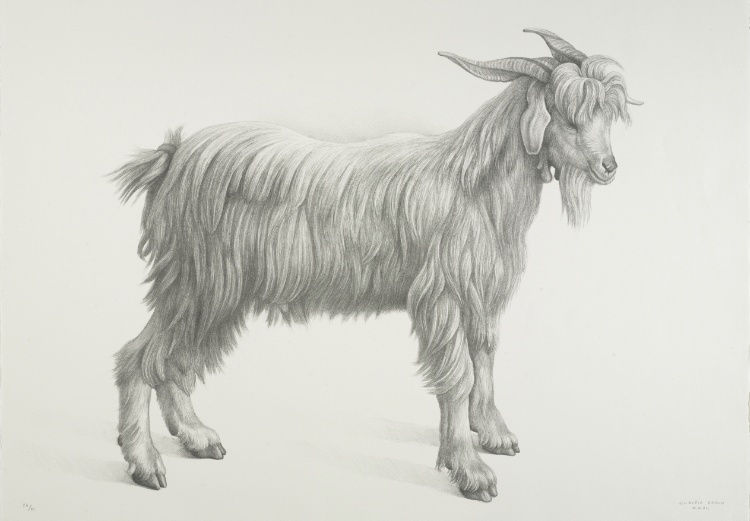 A Bestiary: Goat (Cabra)