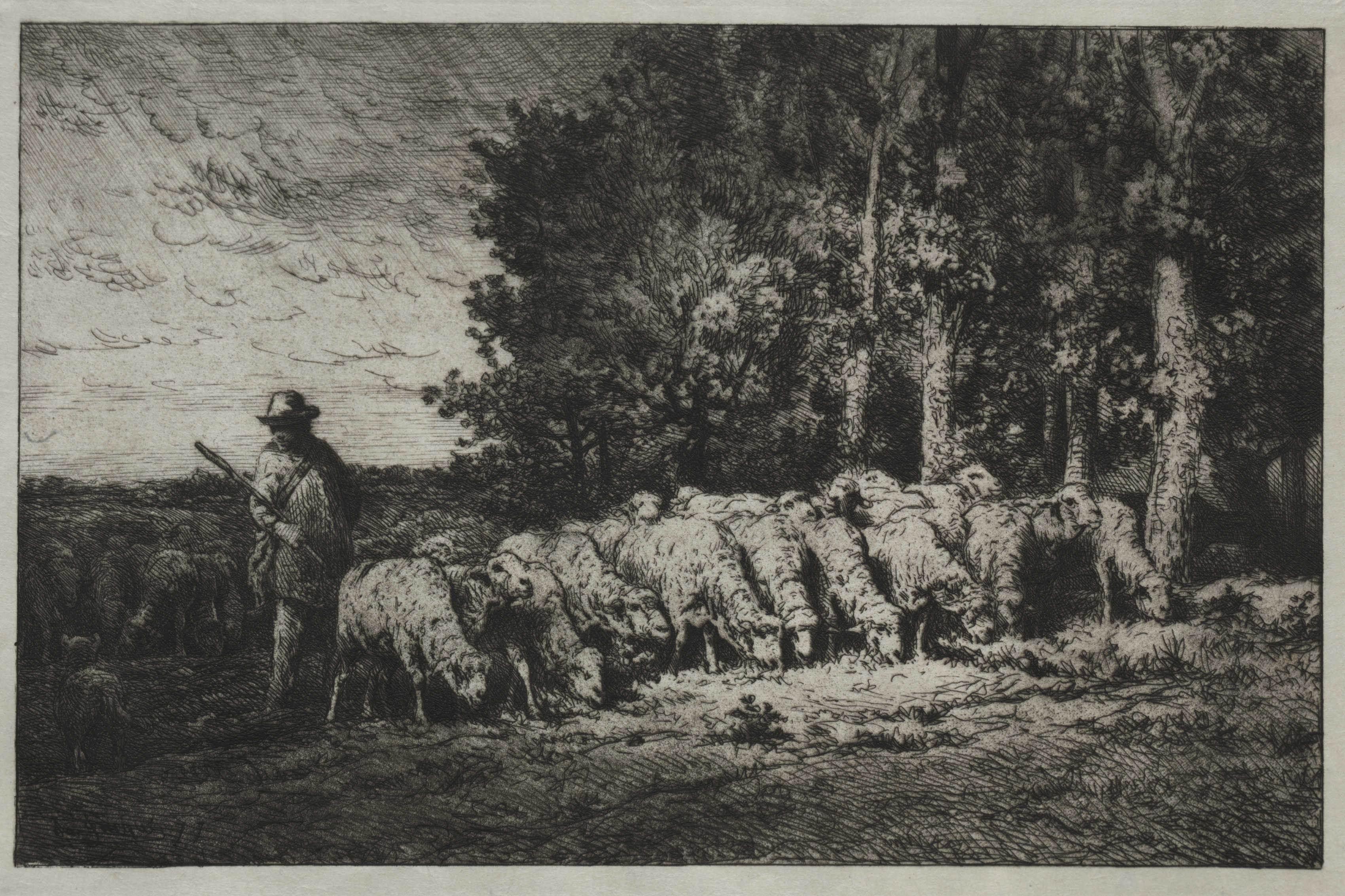 A Herd at the Edge of a Forest
