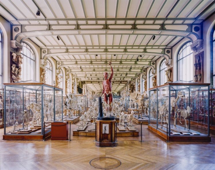 Flayed Man, Museum of Comparative Anatomy, Paris