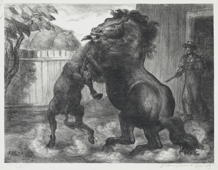 Stallion and Jack Fighting