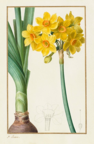 Polyanthus or Cluster Narcissus (Botanical: Narcissus tazetta)