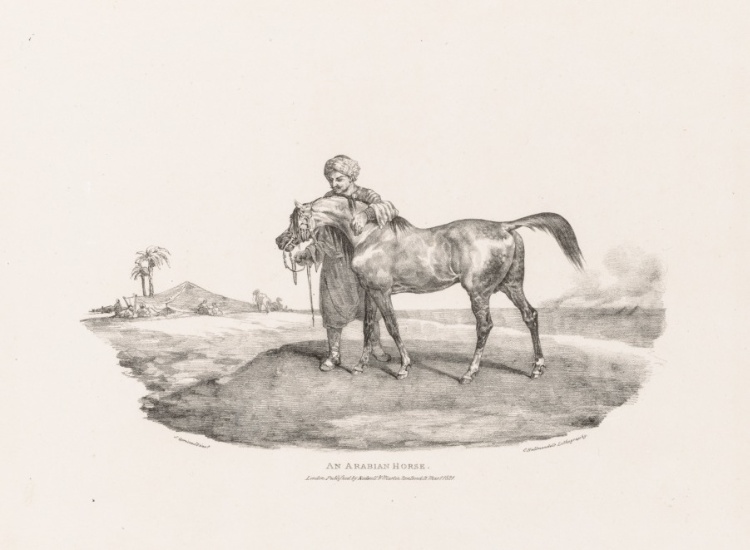 Various Subjects Drawn from Life and on Stone:  An Arabian Horse
