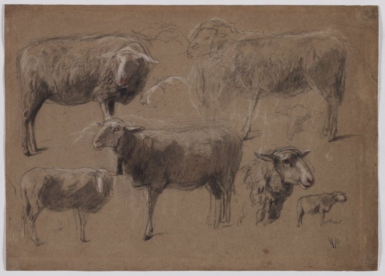 Studies of Sheep