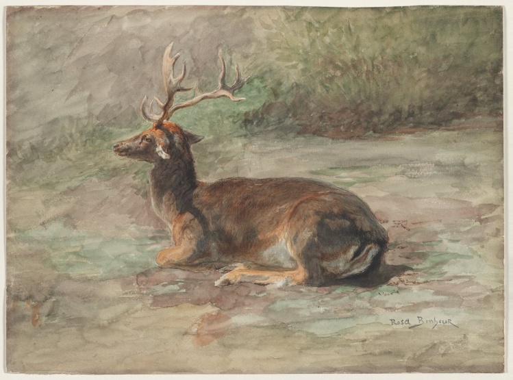 Stag Lying Down