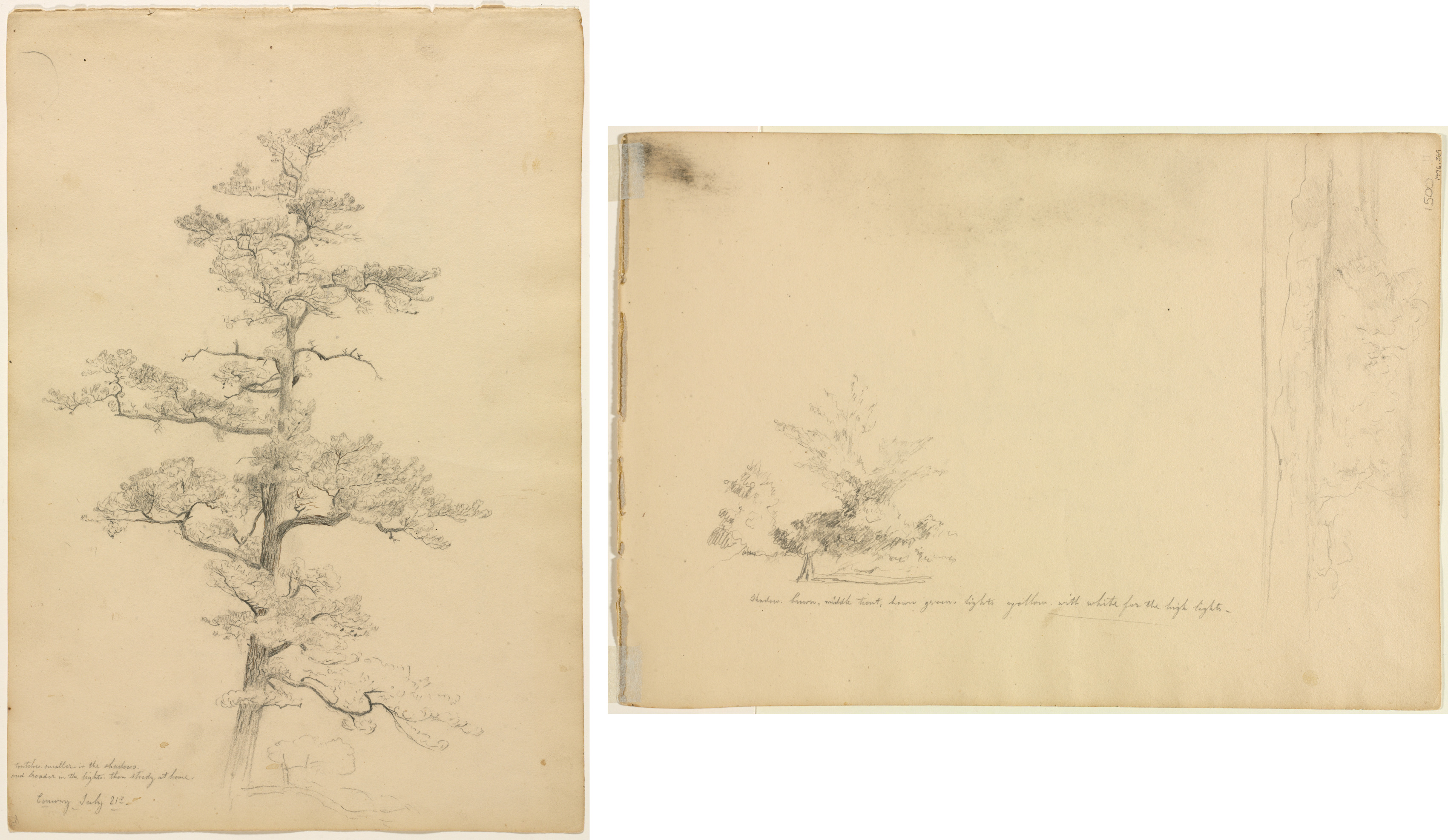 Pine Tree, Conway, New Hampshire (recto); Landscape and Tree Studies (verso)