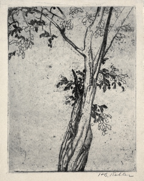 Wild Plum Tree, Berlin Heights, Ohio