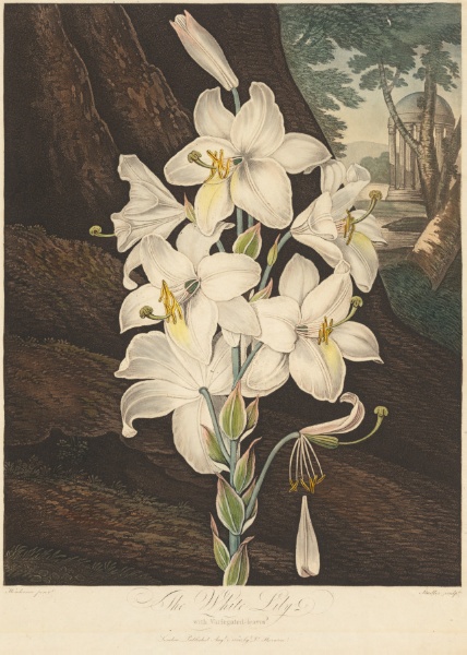 The Temple of Flora; or Garden of Nature: White Lily with Variegated Leaves