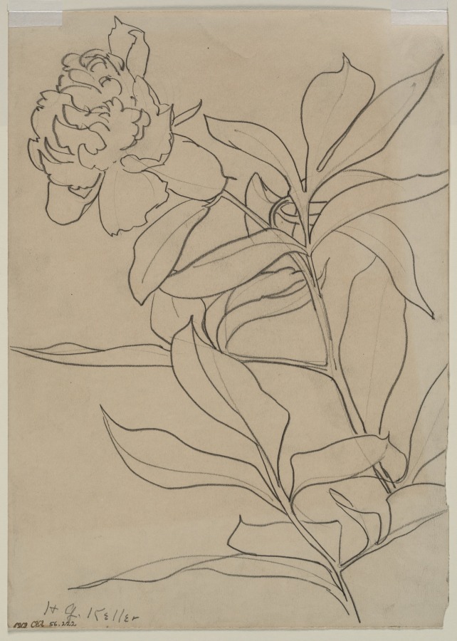 Sketch of a Flower (verso), Henry Keller, c. 1891–1949