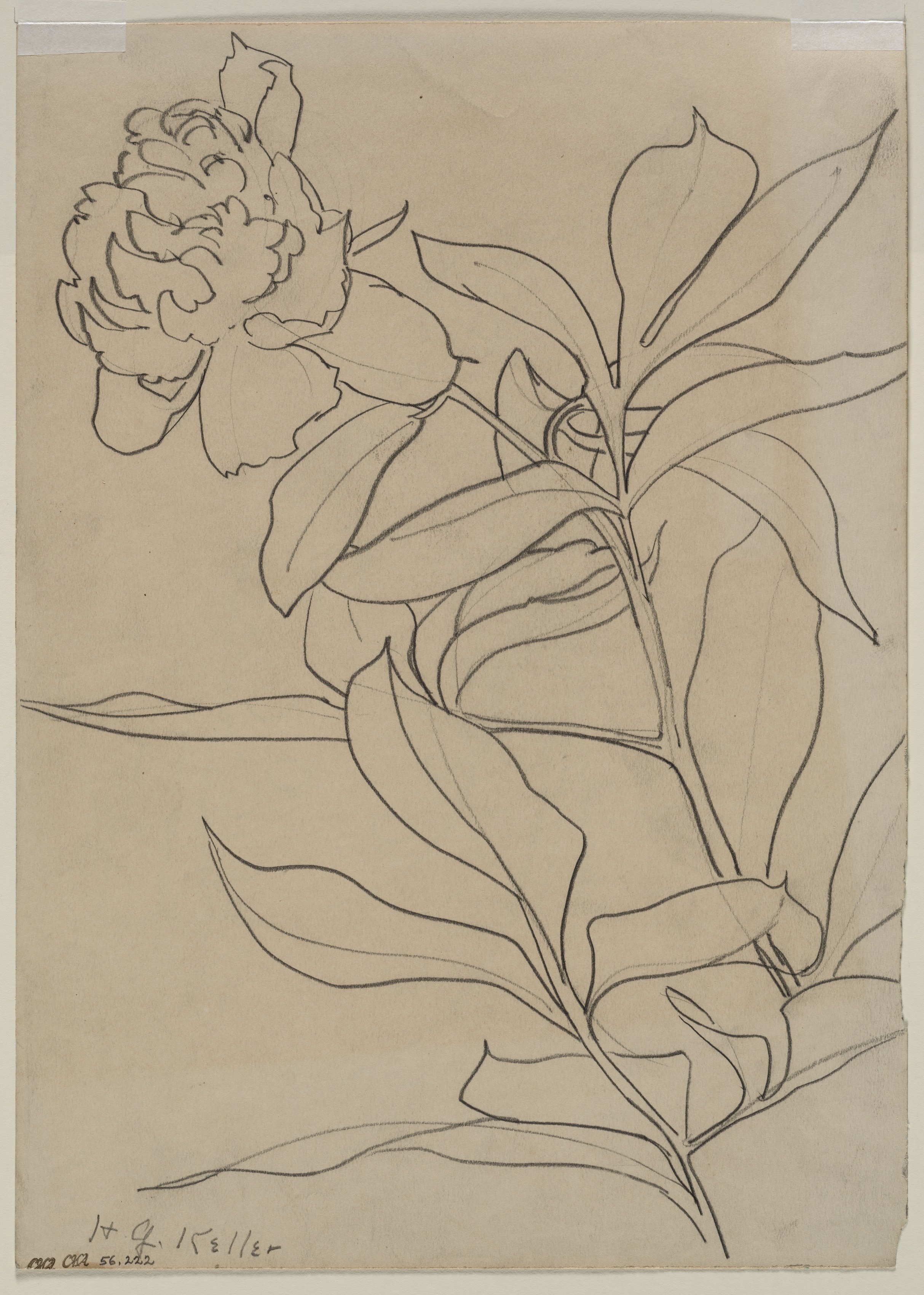 Sketch of a Flower (verso)