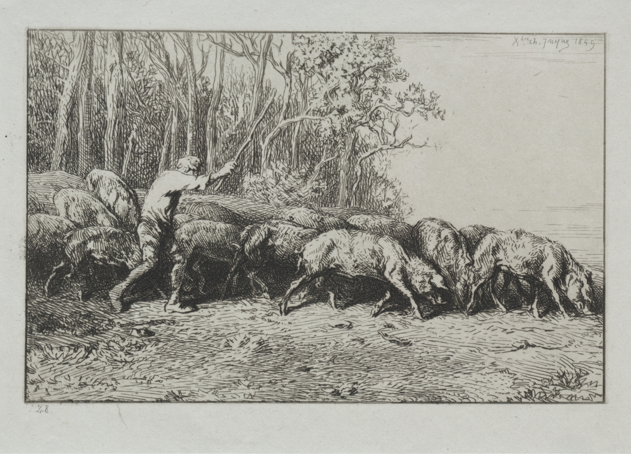 Herd of Pigs Leaving a Forest