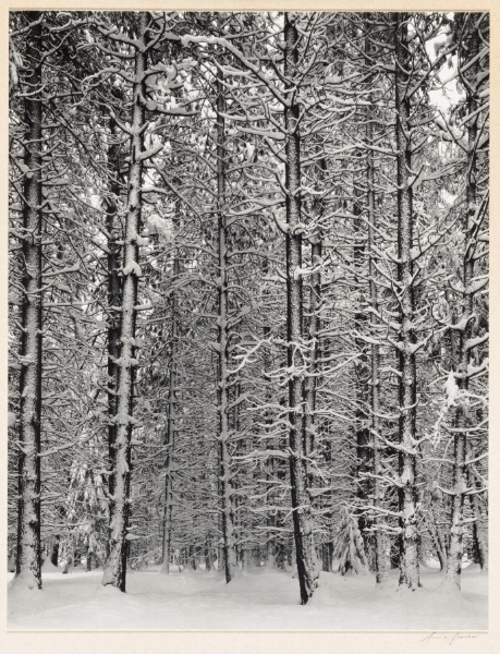 Trees and Snow, from Yosemite Valley Portfolio III