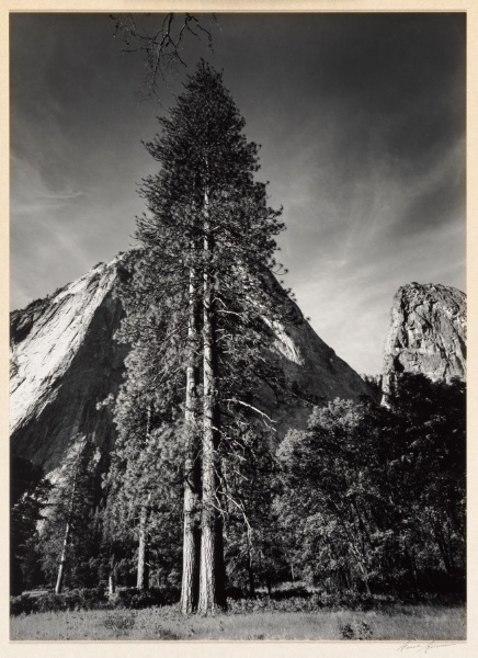 Trees and Cliffs, from Yosemite Valley Portfolio III