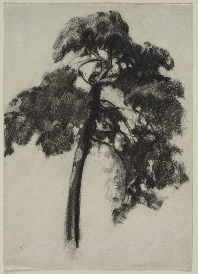 Study of a Tree, Henry Keller, c. 1891–1949