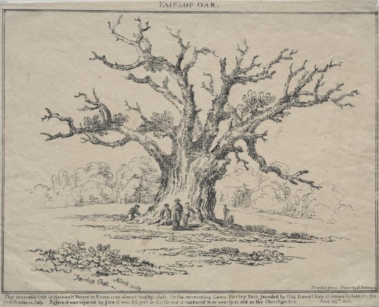 Fairlop Oak