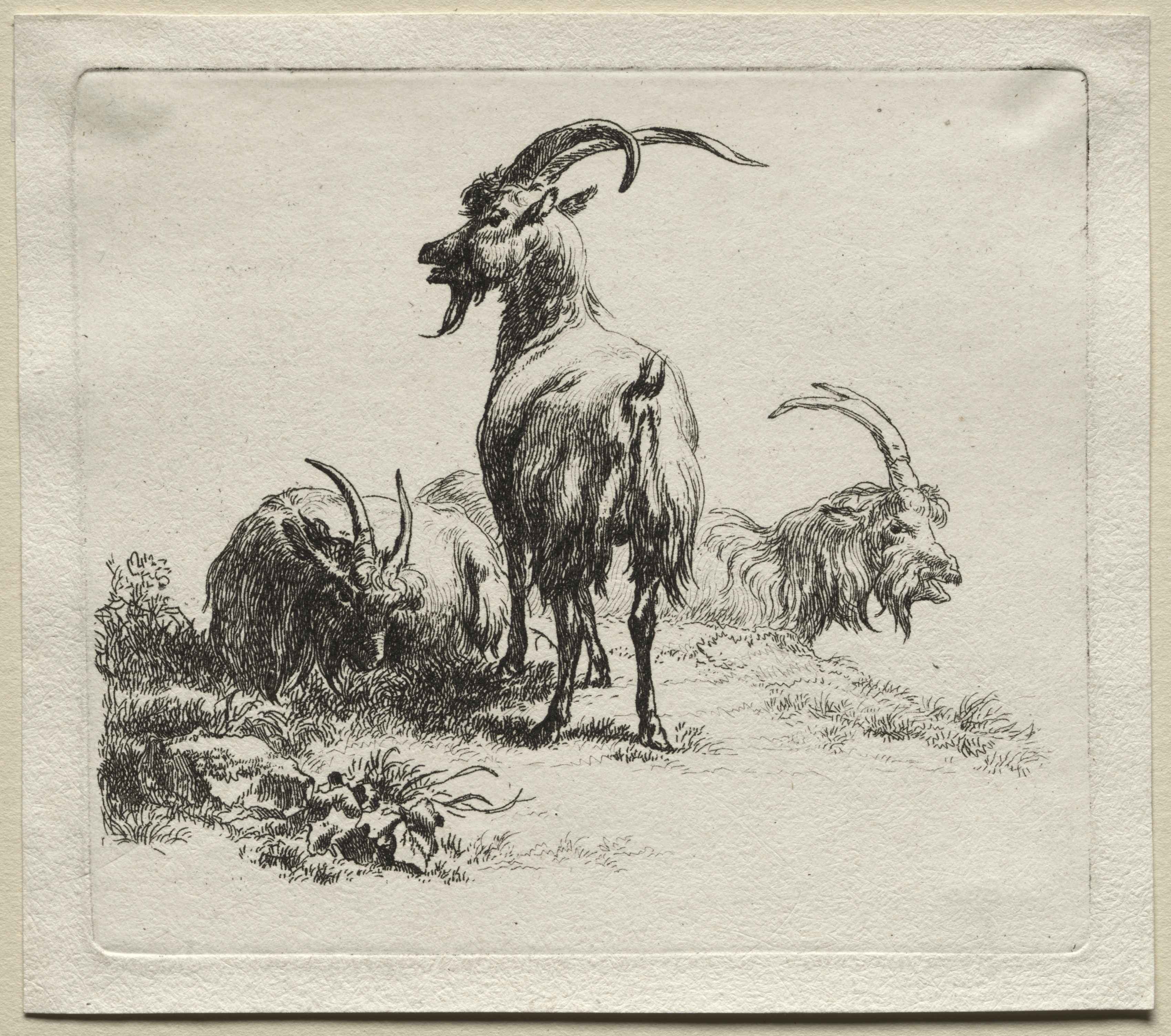 Animalia: Three Goats