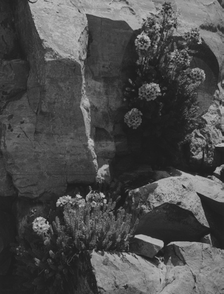 Untitled (Wild Flowers and Rock)