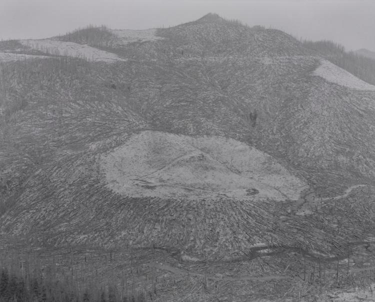 Area Clear Cut Prior to 1980 Eruption Surrounded by Downed Trees - Clearwater Creek Valley - 9 Miles East of Mount St. Helens, Washington