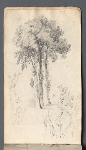 Sketchbook: Tree Study