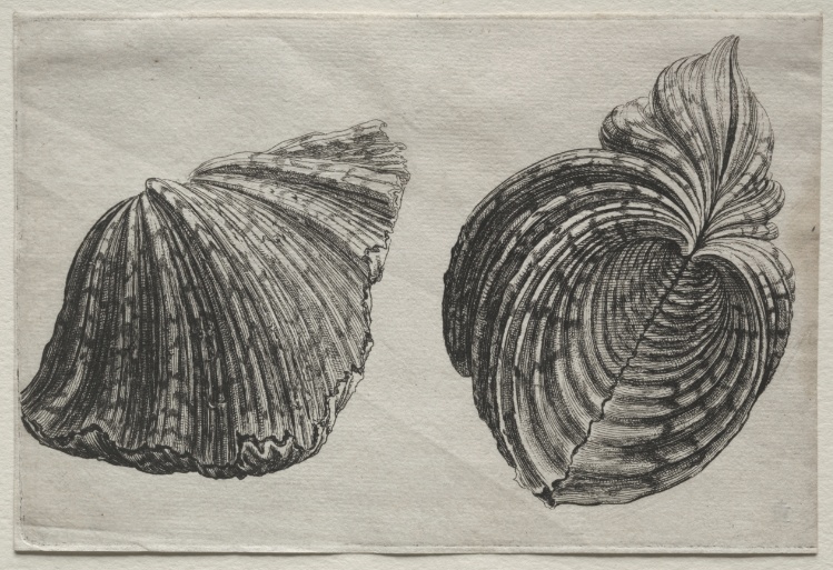 Shells:  Hippopus maculatus Lam