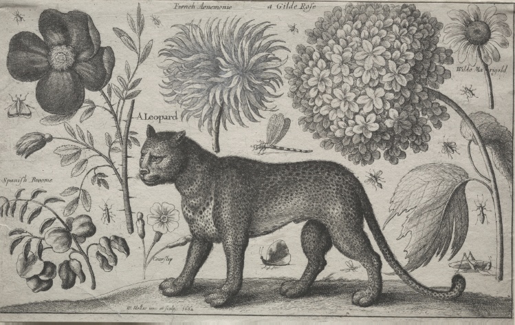 Animals and Plants:  Leopard with Plants and Insects