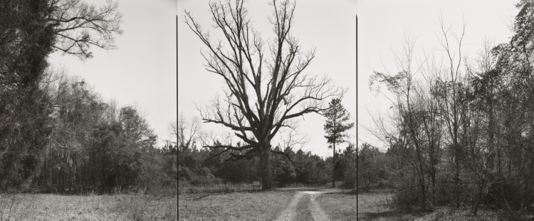 National Champion Durand Oak, Georgia