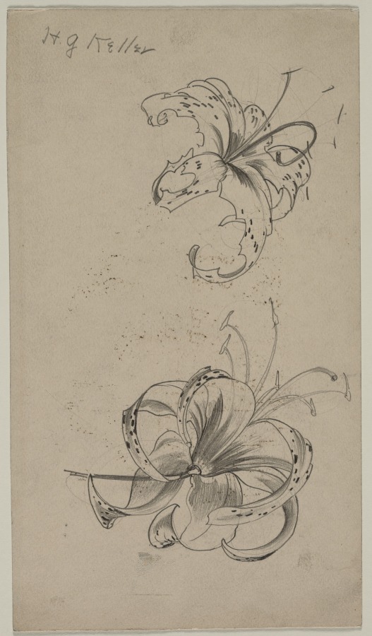 Sketch of Tiger Lilies (recto), Henry Keller, c. 1891–1949