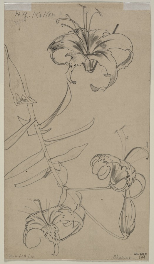 Sketch of Tiger Lilies (verso), Henry Keller, c. 1891–1949