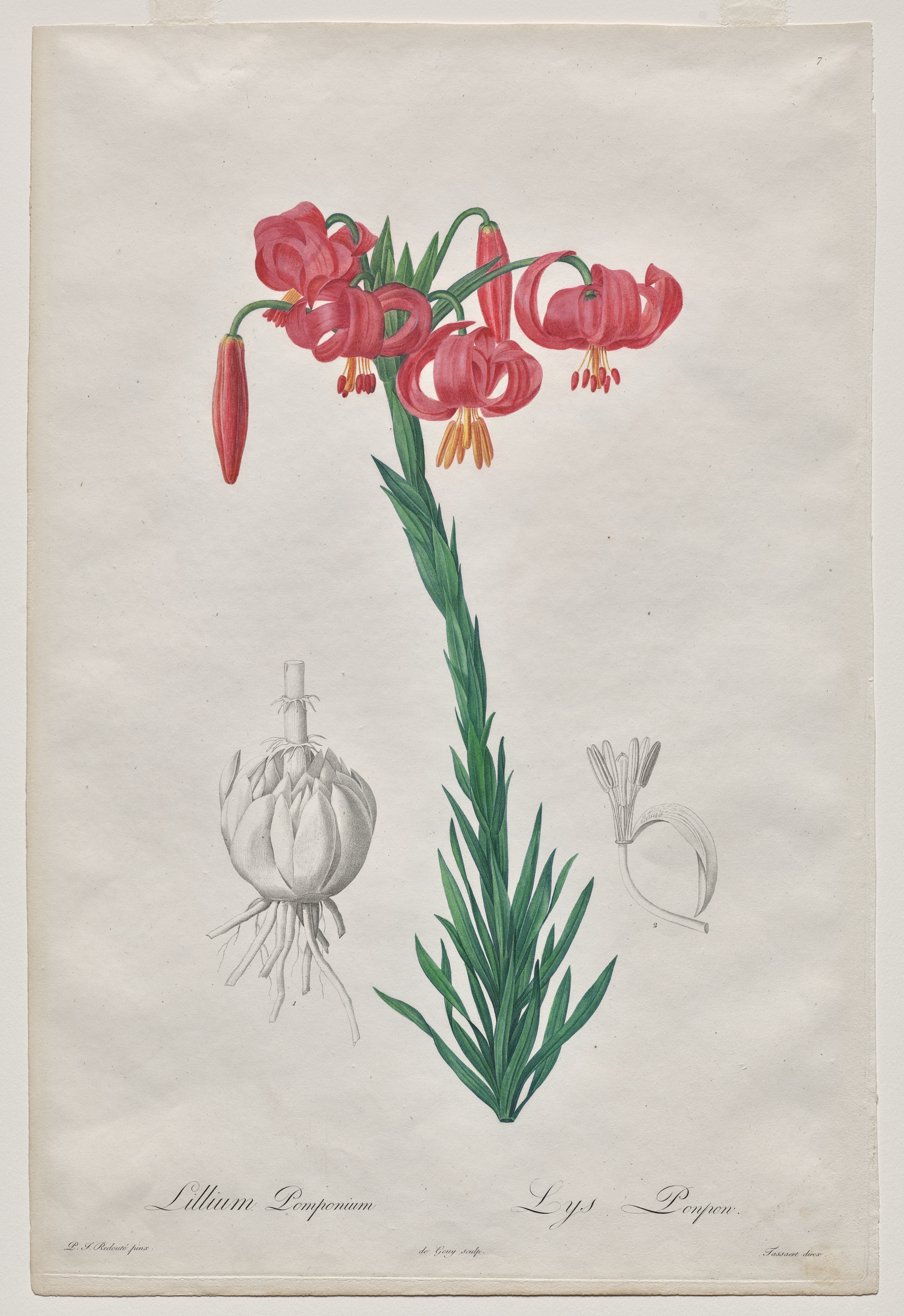 Lillium Pomponium (Turban Lily), plate 7 from Les Liliacées