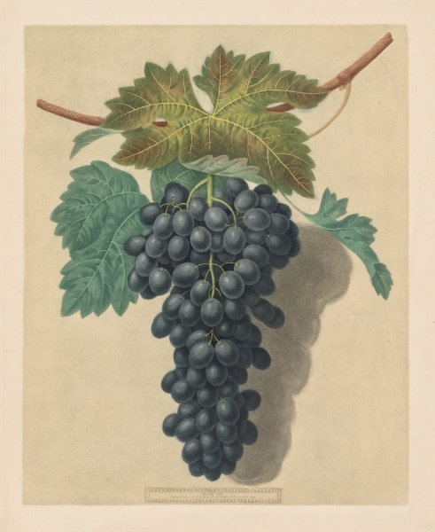 Pomona Britannica:  No. 52 - Black Prince Grape