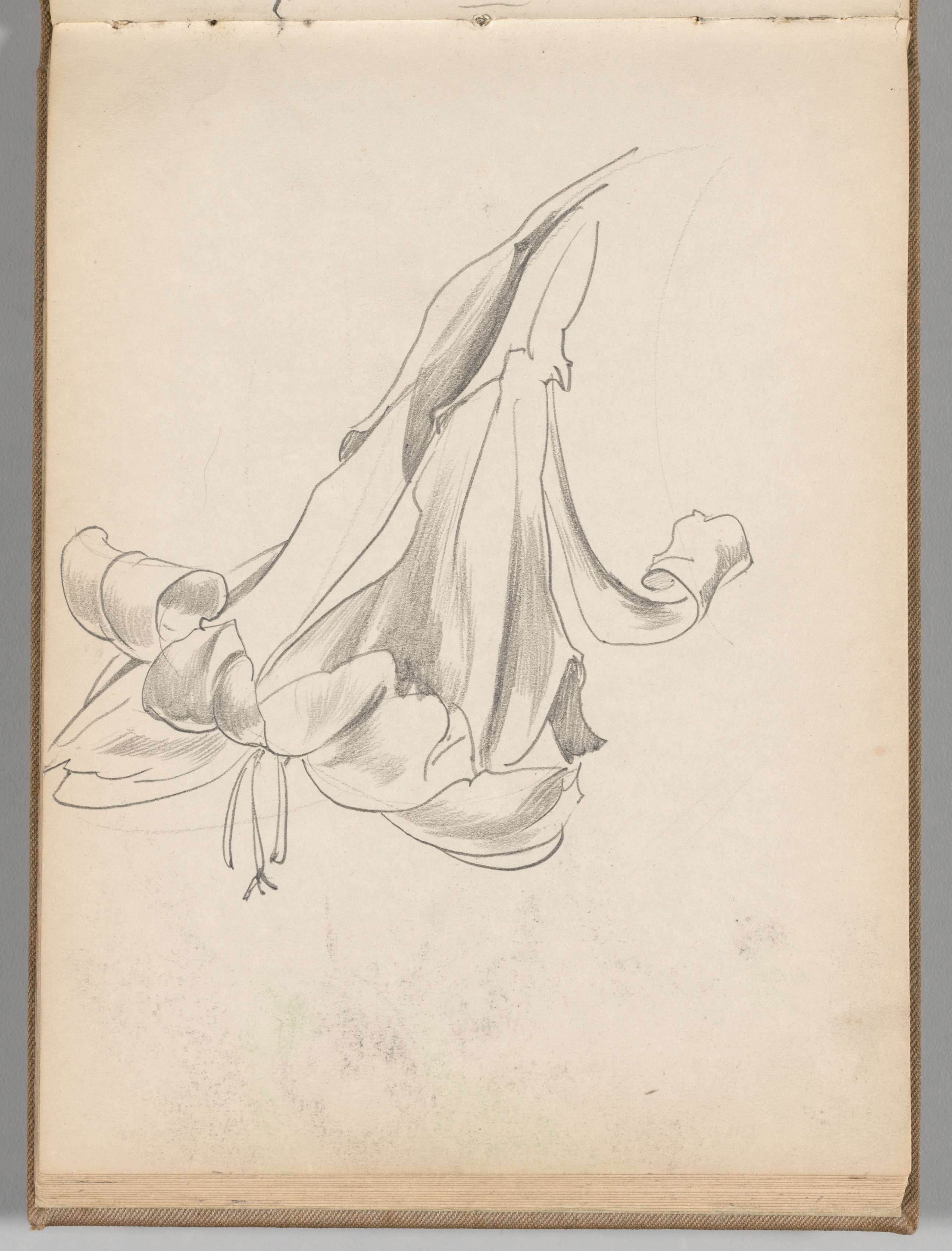 Sketchbook, Spain: Page 32: Study of a Lily, c. 1922