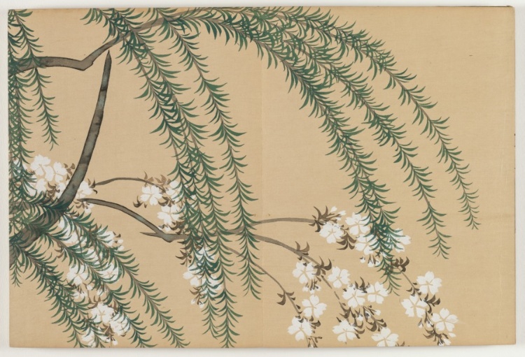 Flowers of a Hundred Worlds (Momoyogusa): Willow and Cherry (Yanagizakura)