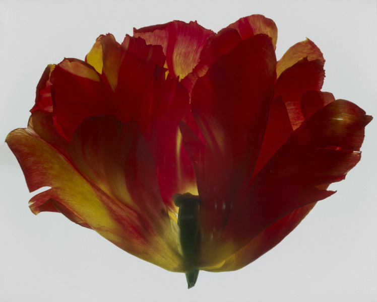 Orange Parrot Tulip