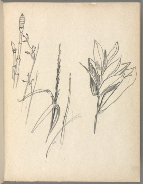 Sketchbook No. 6, page 29: Pencil sketches of plants