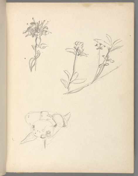 Sketchbook No. 6, page 35: Pencil sketch of plants
