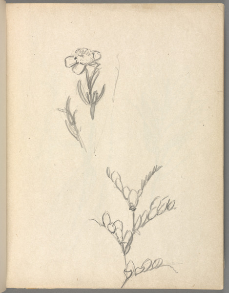 Sketchbook No. 6, page 27: Pencil sketch of flowers and plants