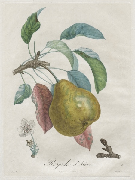 Traité des arbres fruitiers:  Royal d'hiver