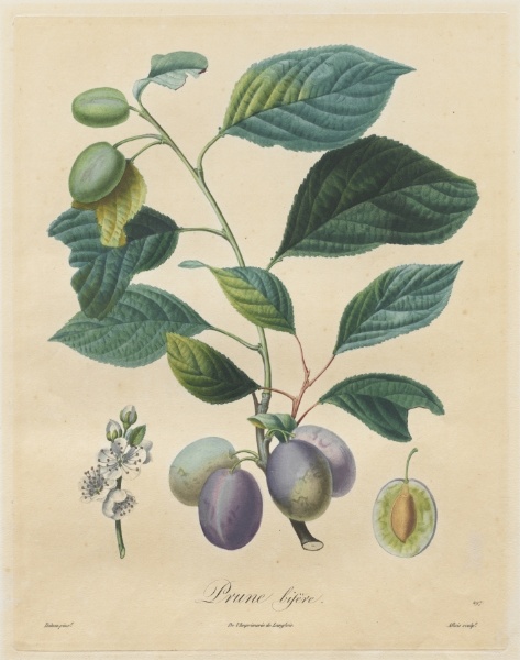 Traité des arbres fruitiers:  Prune bifère