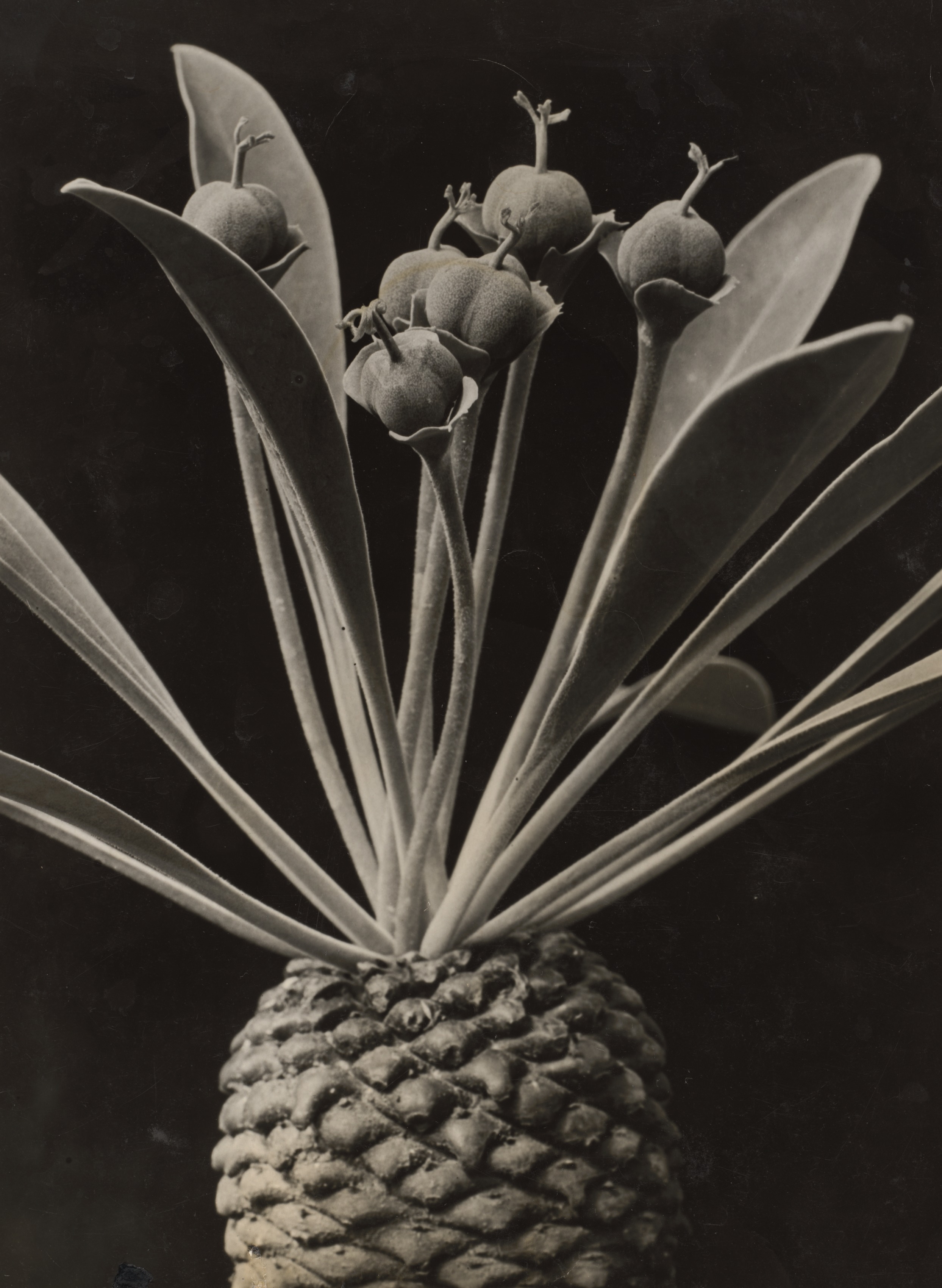 Euphorbia (Codiaeum)
