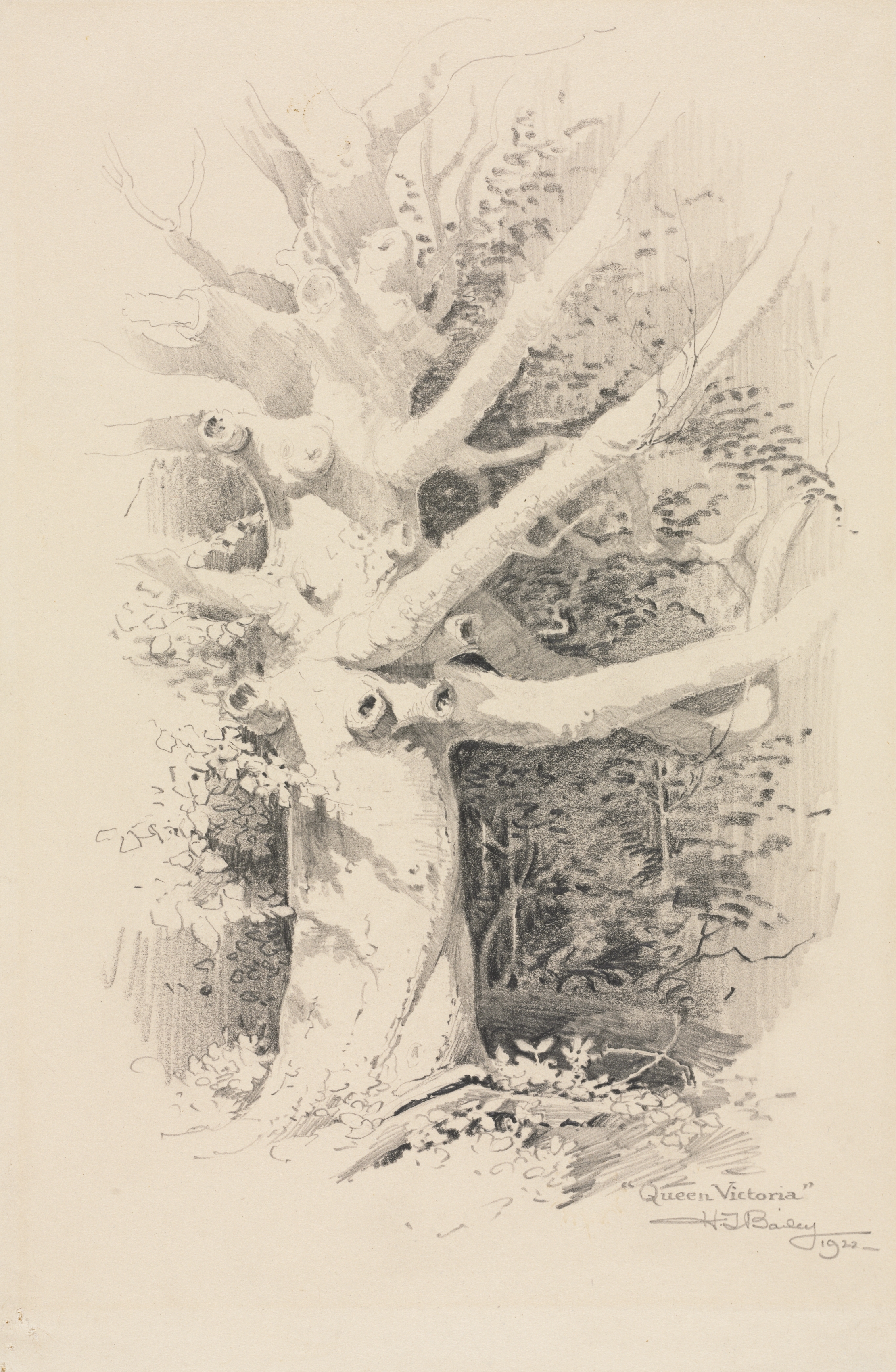 Tree Study - "Queen Victoria"