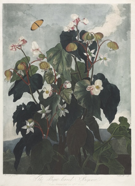 The Temple of Flora, or Garden of Nature: The Obique-leaved Begonia