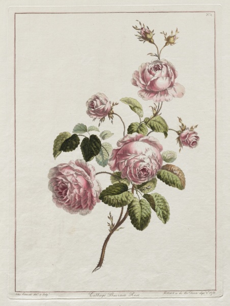 A Collection of Flowers Drawn after Nature - Cabbage Province Rose