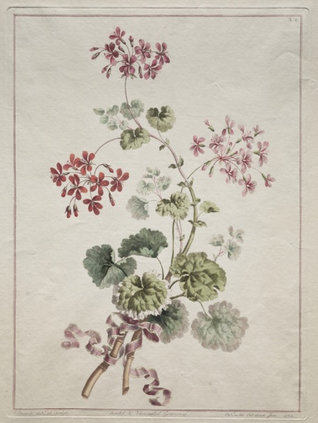 A Collection of Flowers Drawn from Nature:  No. 6 - Scarlet and Variegated Geranium