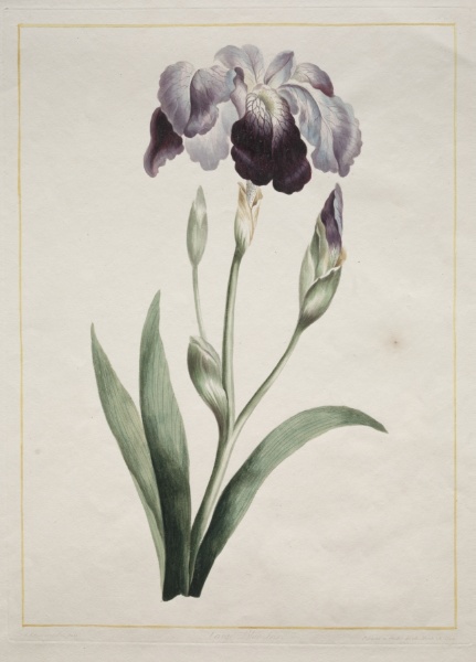 Japanese Iris (Large Blue Iris)