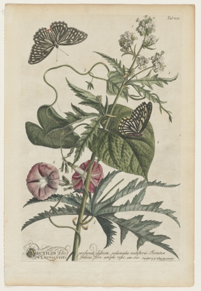 Plantae et papiliones rariores:  No. 7