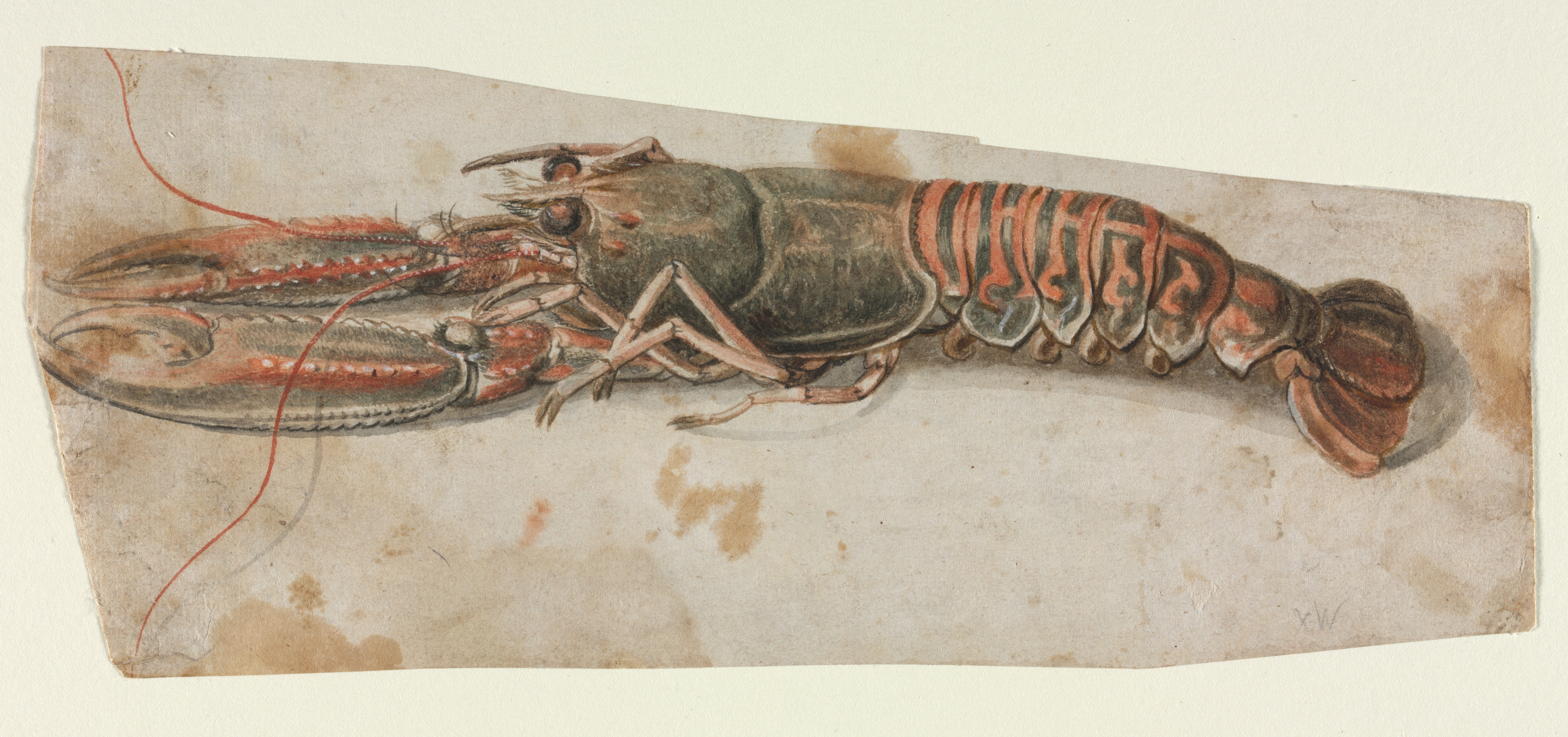 Lobster (recto)