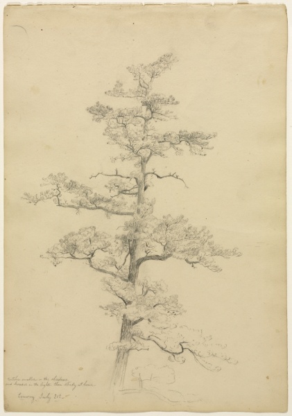 Pine Tree, Conway, New Hampshire (recto)