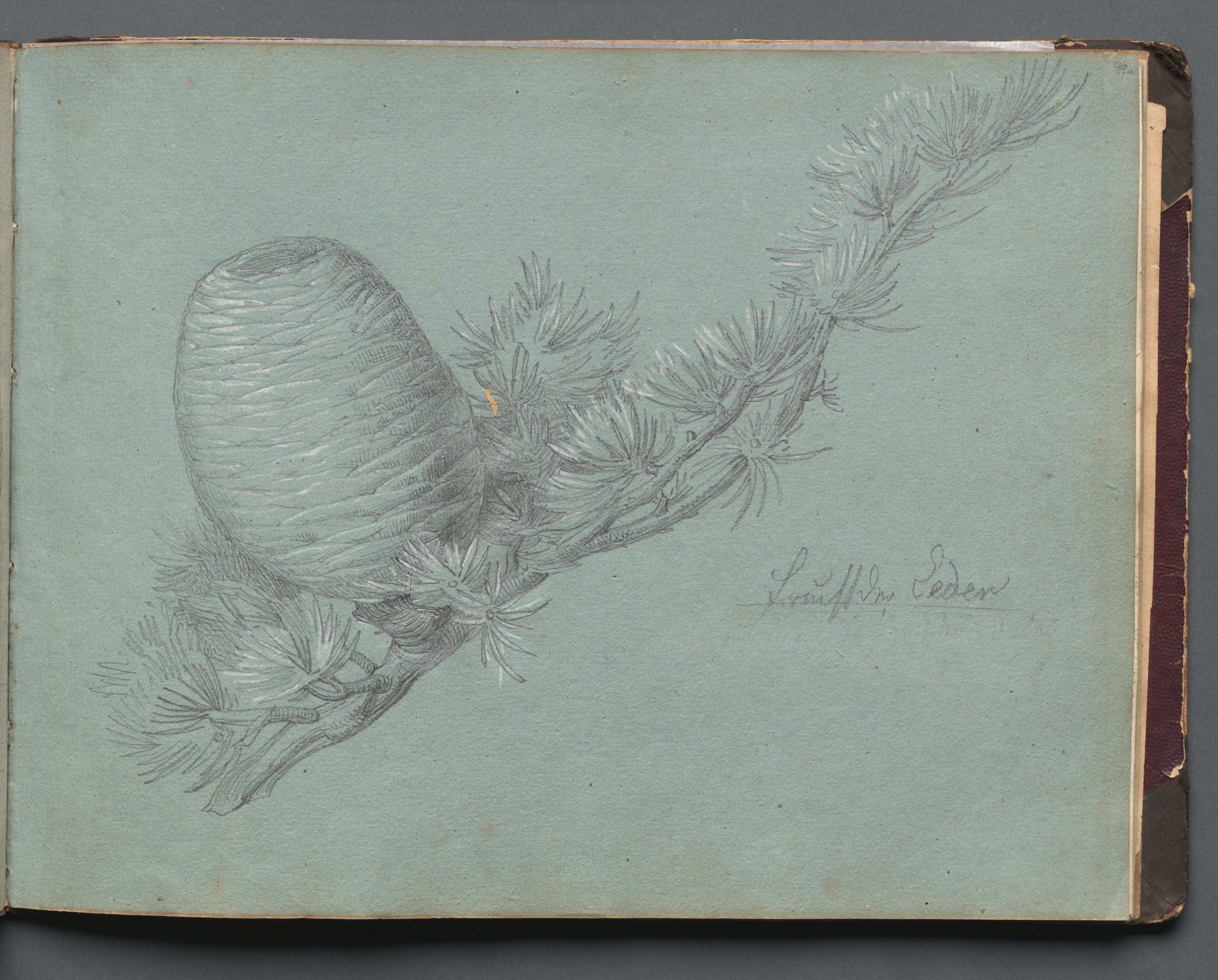 Album with Views of Rome and Surroundings, Landscape Studies, page 49a: Study of a Evergreen Branch with Pinecone